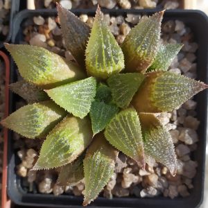 Haworthia pygmaea f. crystallina