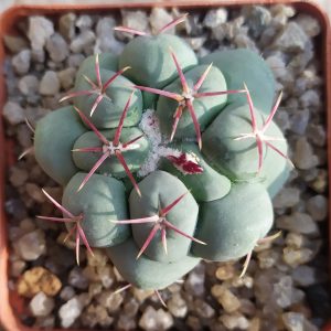 Thelocactus hexaedrophorus v.fossulatus