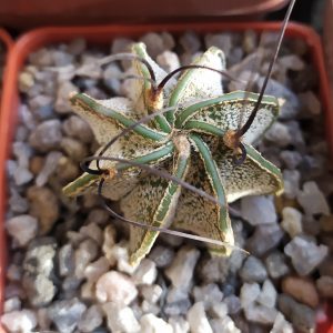 Astrophythum capricorne v. major