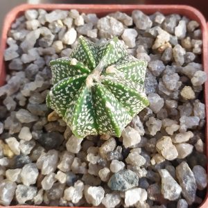 Astrophytum asterias hybr. Superkabuto