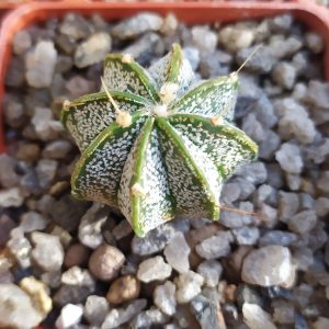 Astrophythum capricorne
