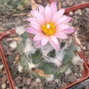 Gymnocactus hybride- s