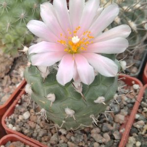 Turbinicarpus spec. -s