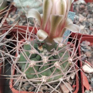 Gymnocalycium nidulans LF19 -s