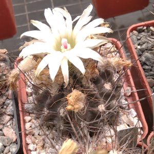 Neochilenia pseudolaniceps -MG- s