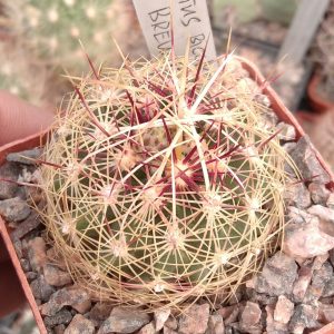 Thelocactus bicolor v. flavidispinum SB424 -s