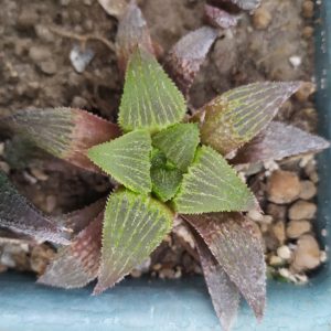Haworthia pygmaea f. crystallina