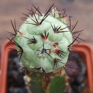 Ortegocactus macdougallii