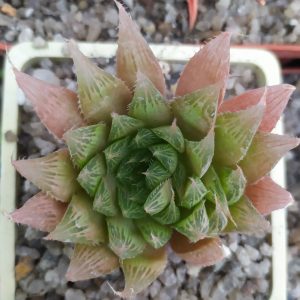 Haworthia emelyae var. multifolia