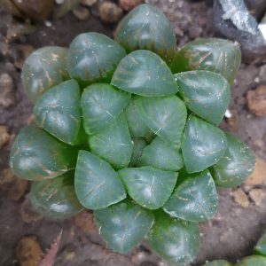 Haworthia cooperi