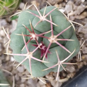 Thelocactus hexaedrophorus