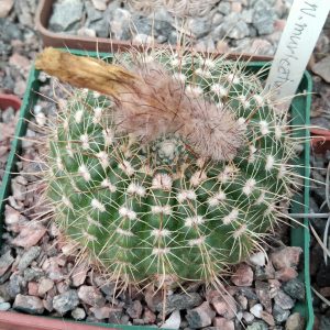 Notocactus muricatus -s