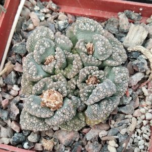 Titanopsis calcarea -s