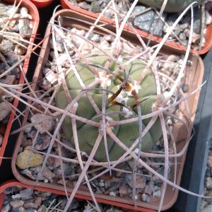G. spegazzinii v. horizontalonium -отбор-