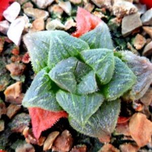 haworthia badia ara badia hybrid