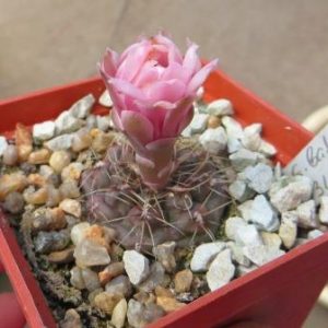 331.111 gymnocalycium aff  baldianum GN 01 1031/4042