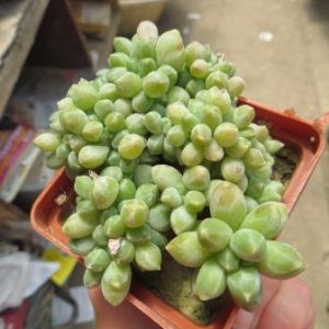 pachyphytum compactum cristata