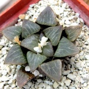 haworthia bayeri laeta