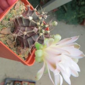 gymnocalycium friedrichii x gymnocalycium friedrichii agua dulce