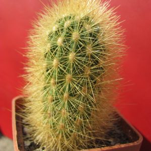 Haageocereus chosicensis