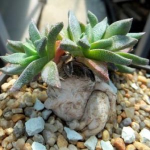 1308. 8 MG aloinopsis acuta