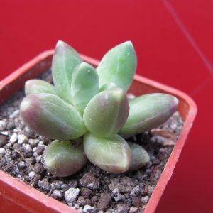 Pachyphytum compactum  Big Green