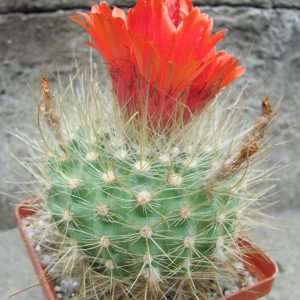 Parodia penicillata nivosa