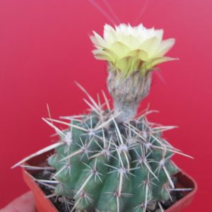 Notocactus turecekianus