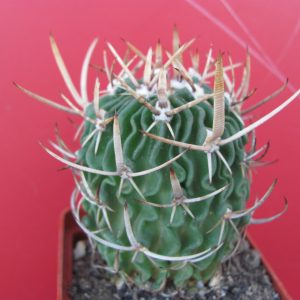 EFC  pentacanthus