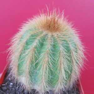 Eriocactus warasii