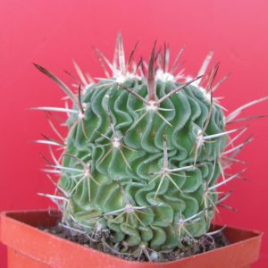 EFC pentacanthus