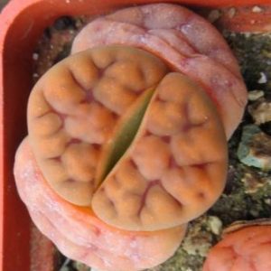 lithops karasmontana красный