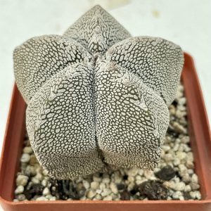 Astrophytum cv. » onzuca» (V)