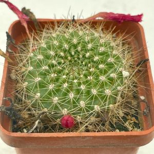 Rebutia violaciflora