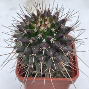 Mammillaria rioverdense (Repp 1123)