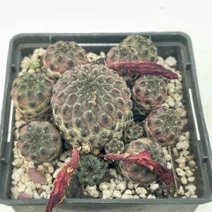 Sulcorebutia rauschii