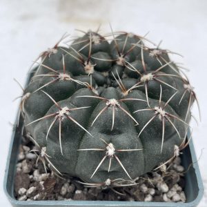 Gymnocalycium baldianum