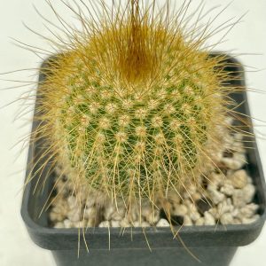 Eriocactus leninghausii
