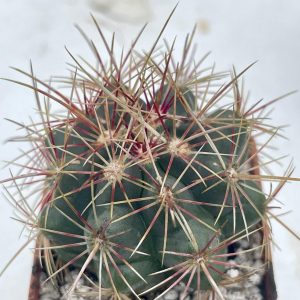 Thelocactus bicolor (Ko)