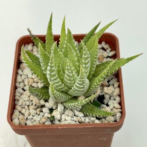 Haworthia attenuata 'brittanea'