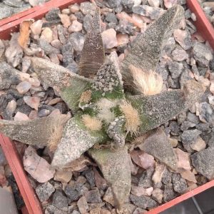 Ariocarpus  scaphapostrus MZ090 -PK- s