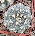 Gymn. asterium -super spined form x Gymn. triacanthum P124-silver form-отбор-seeds-семена-