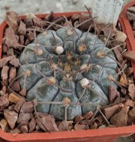 Gymn. asterium -super spined form x Gymn.riojense v.pipanacoense LB1265-super clone--seeds-семена-