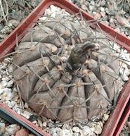 Gymn. asterium -super spined form x G. riojense-seeds-семена-