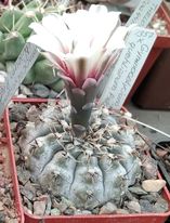 Gymn. quehlianum P160-silver form-отбор-seeds-семена-