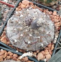 Gymn. platygonum LB1161-silver form-отбор-seeds-семена-
