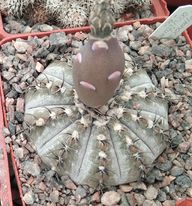 Gymnocalycium occultum JS196-silver form-отбор-seeds-семена-