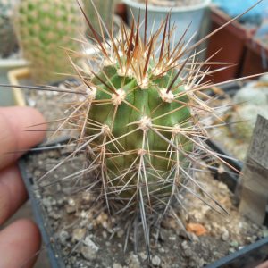 Ecinocereus coccineus - v. arizonicus - MG -