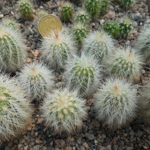 Echinocereus reichenbachii JRT 301 - Barber Co, Ks. (to - 23*C) - MG -