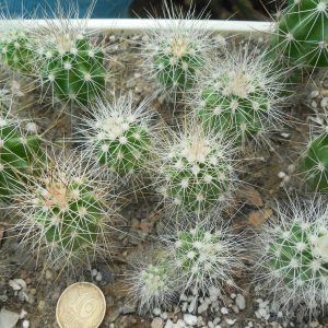Echinocereus stramineus - v. ocidentalis PP 1563 - Cerro Vola, Coah. - PP